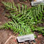 Dryopteris filix-mas Linearis